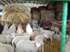 Anversa degli Abruzzi/Adopt-A-Sheep